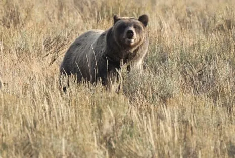 Trail Walker Attacked by Bear in Yellowstone Air Lifted to Medical Facility