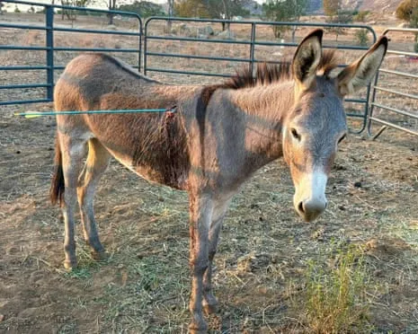 Donkey Recovering After Newest Bow Assault on Free-Roaming Asses in the Golden State