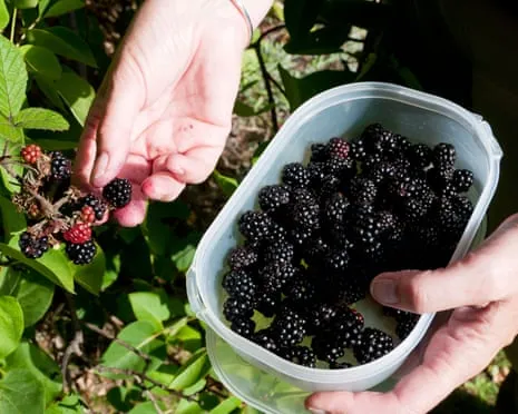 Seeking: Scrumptious Bakes to Put to Good Use a Surplus of Handmade Jam