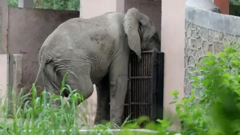 Lonely Existence and Demise of India’s Capital’s Lone Elephant from Africa