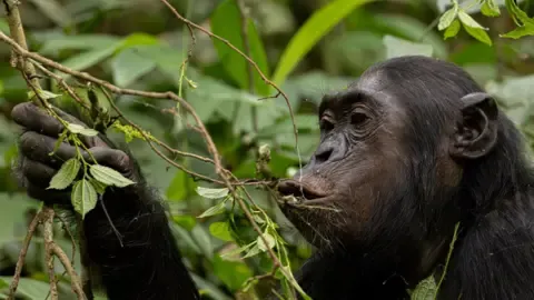 Apes Consuming a Daily Dose of a Beer Each Day from Fermented Fruit, Investigation Reveals