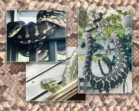 Embracing my Reptiles in the Overhead Space: A Journey from Fear to Fascination