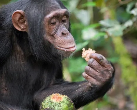 Wild Chimps Ingest Daily Ethanol Comparable to a Lager from Fermented Fruit
