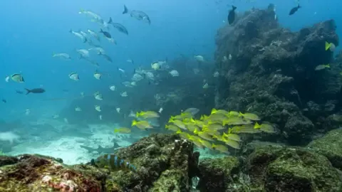 Historic Oceans Agreement Reaches Critical Milestone to Take Effect
