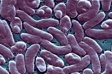 Louisiana Confirms Five Deaths from Flesh-Eating Bacterium in Gulf Waters