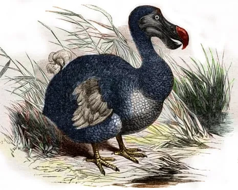 Scientists Assert They’ve Made a ‘Major Breakthrough’ in Reviving the Dodo for the First Time in Three Centuries